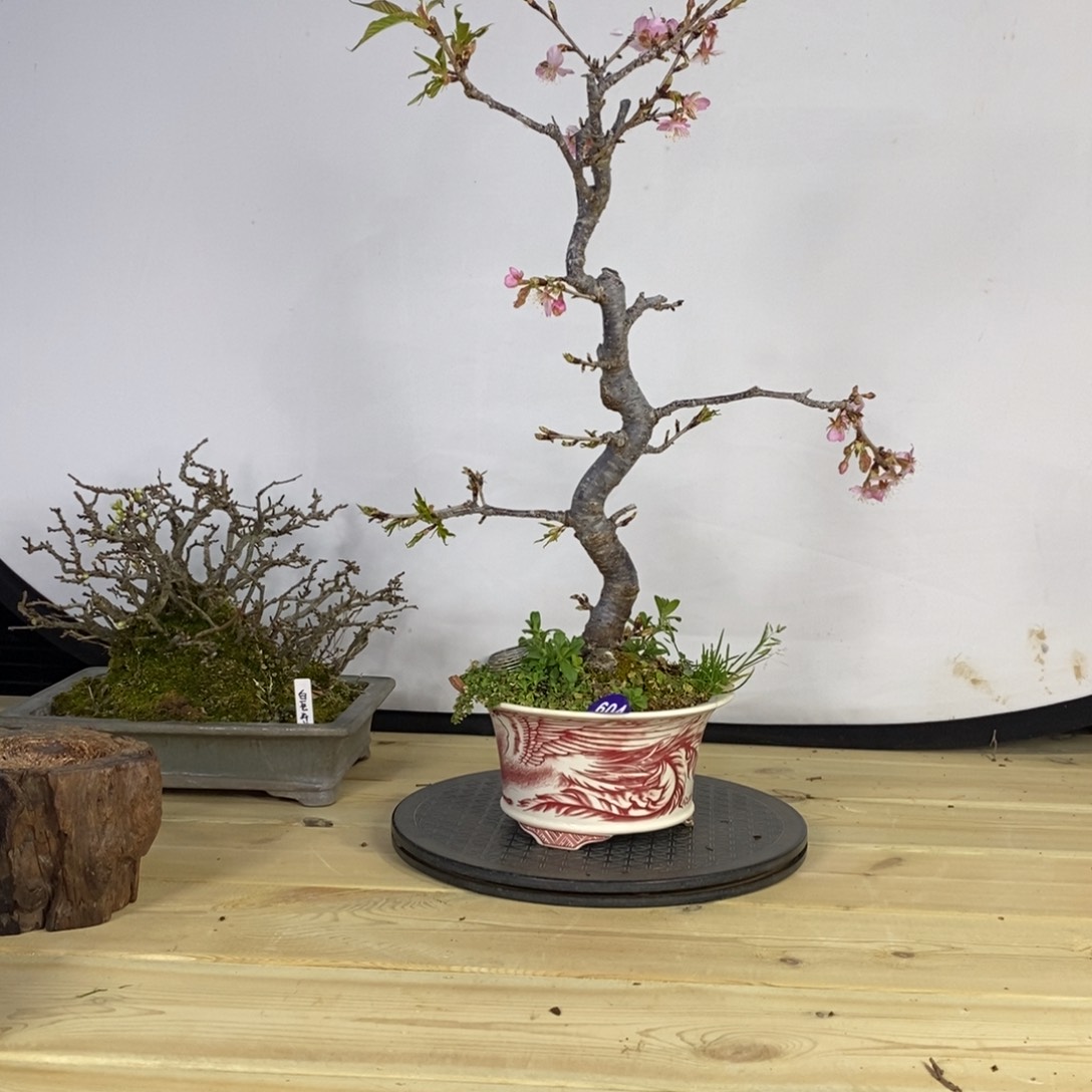 红陶用****3红红火火过大年604