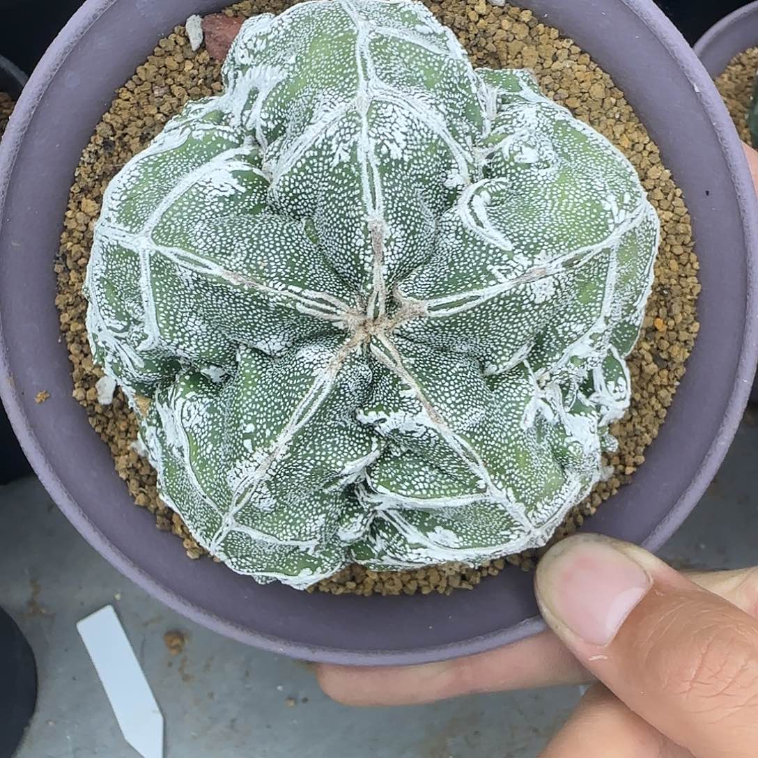 自根核桃鸾凤玉实007