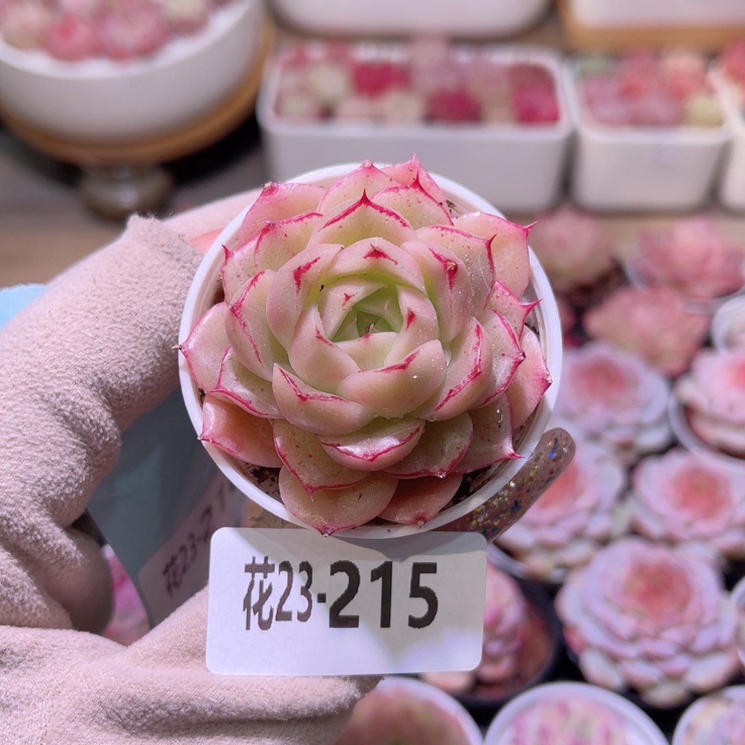 花利美23-215麦秆