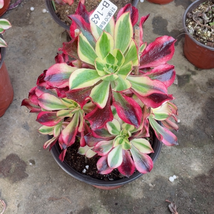 163魅影多肉12345578123456789