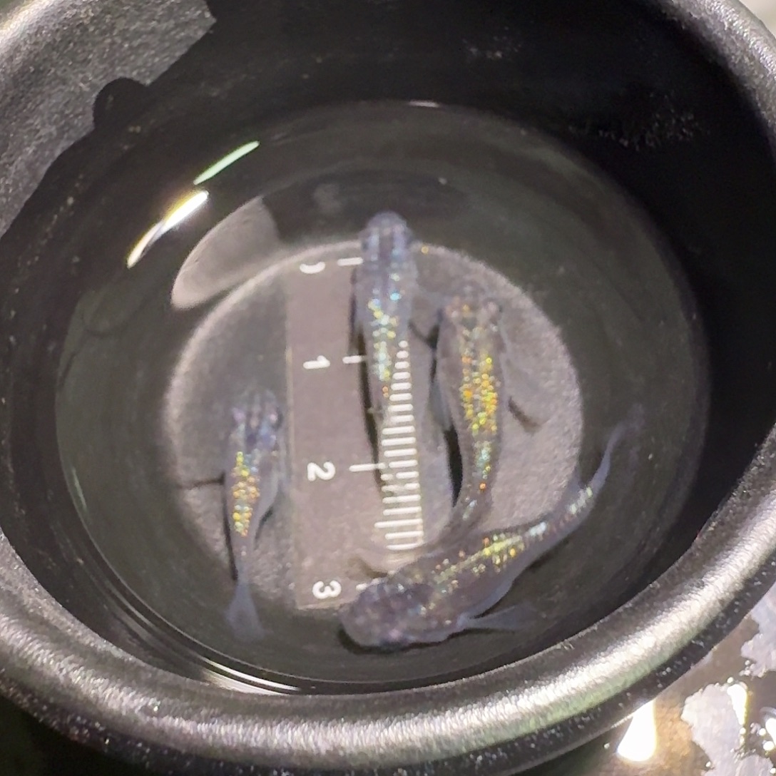 青鳉鱼一物一拍218