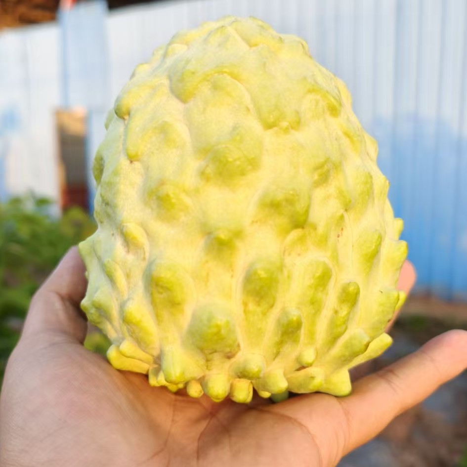 【放软食用】G云南新鲜凤梨释迦果应季热带水果现摘现发