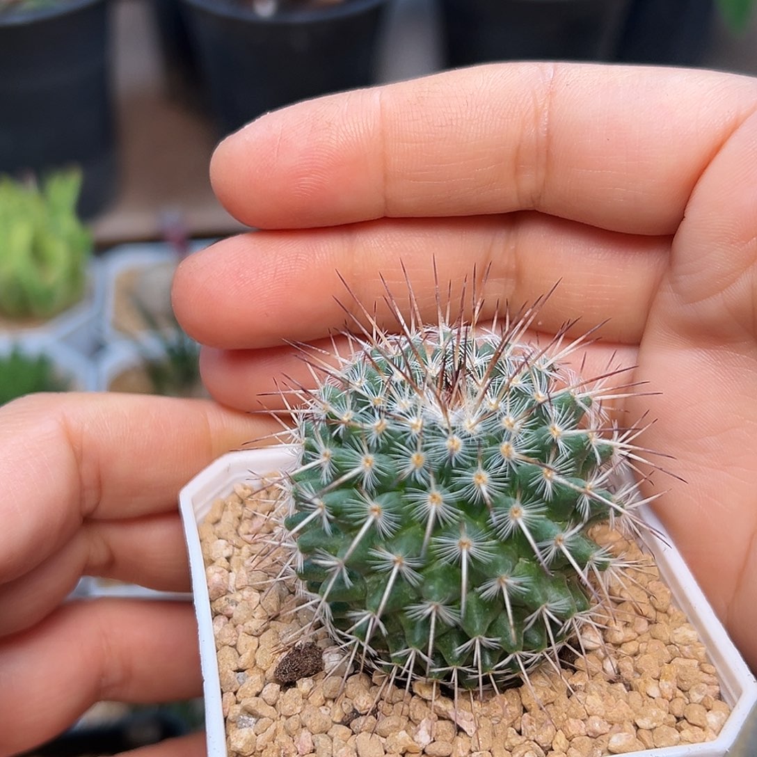 长刺白王丸实生球一颗