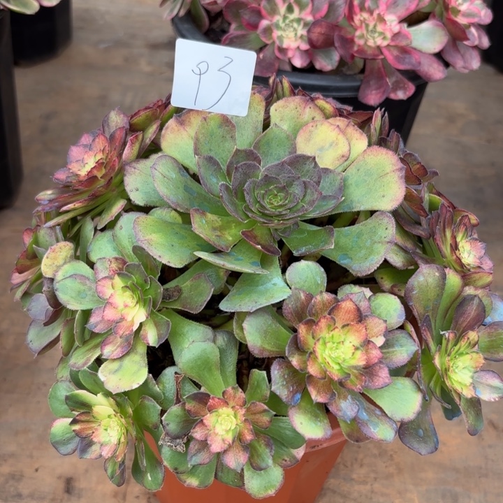 无花朵093特价海王七彩无售后