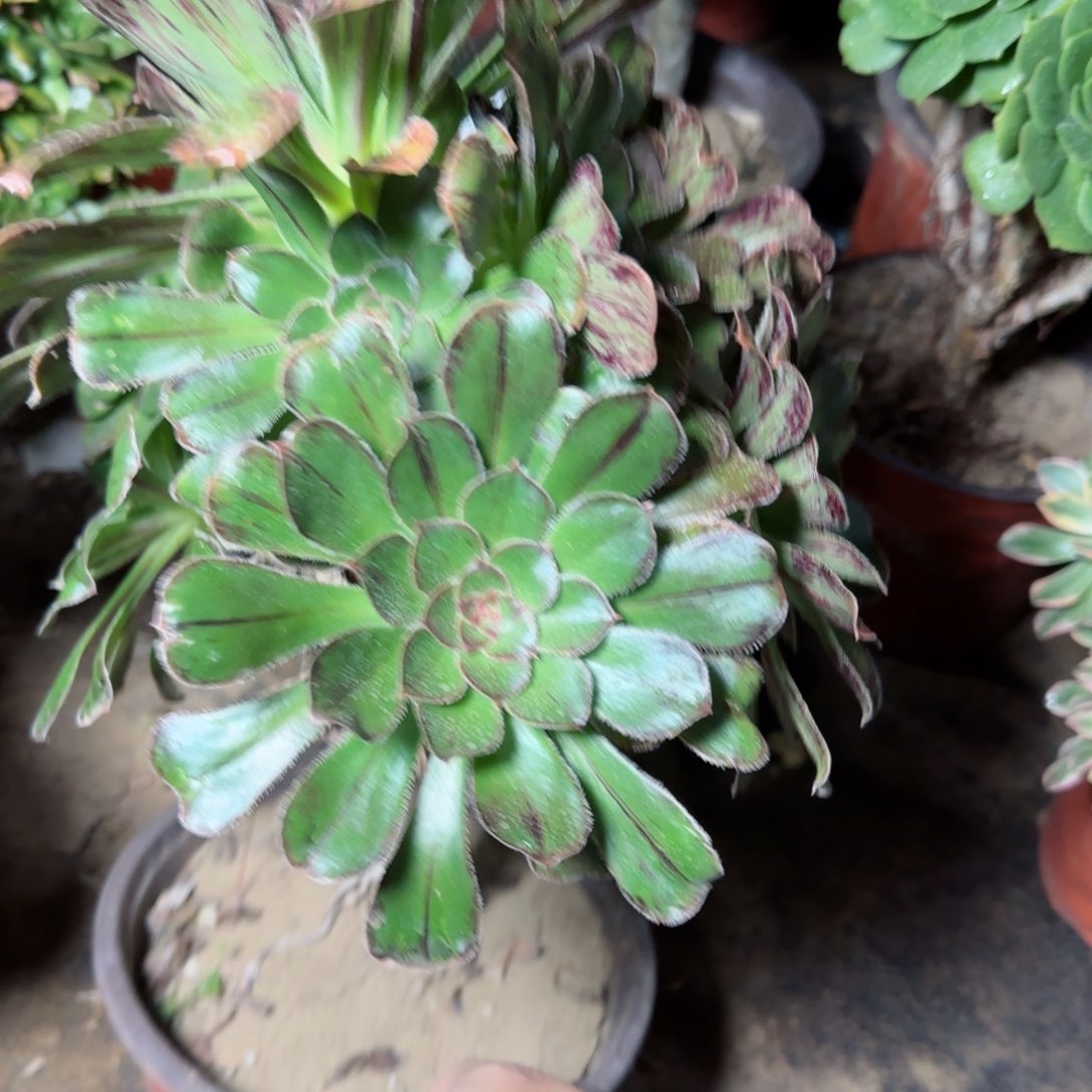 拉丝锦多肉027满28包邮断枝不包