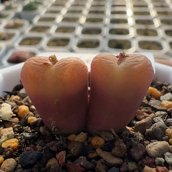 165。 风铃杂交肉锥。  