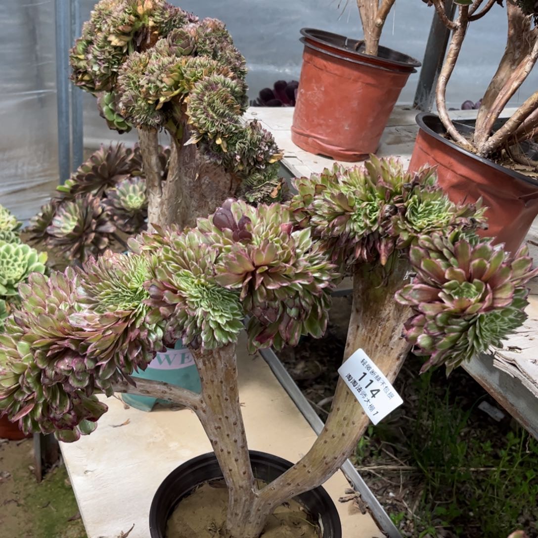 114水墨画缀化多肉植物法师