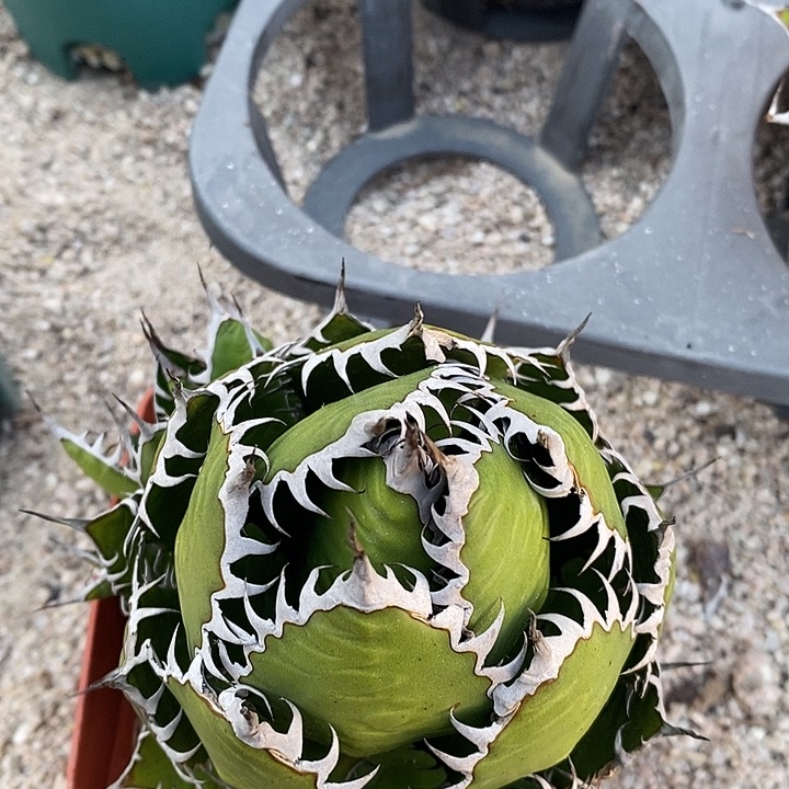 强密刺霍利达带侧芽。                   