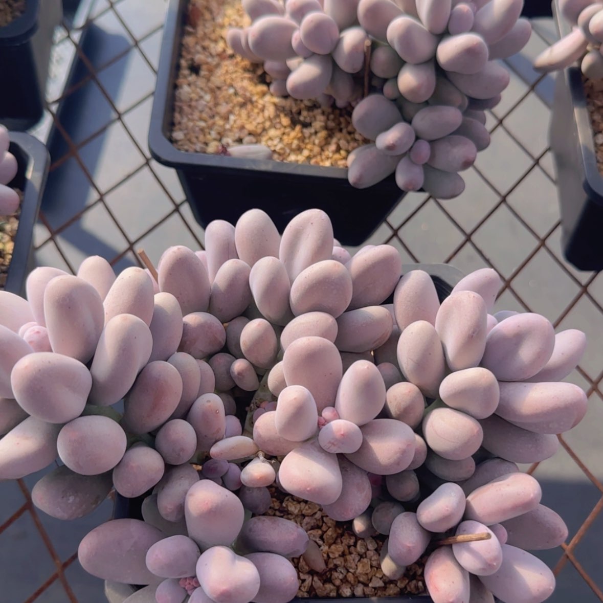 【闪购商品】米可奶88