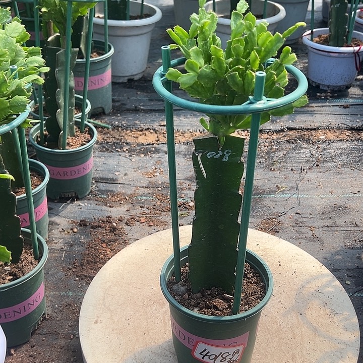 028蟹爪兰原土带花架