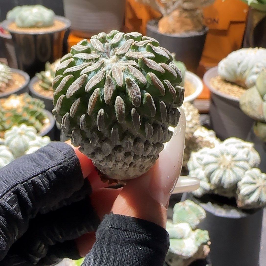 懂地精巧丸分株3.4cm