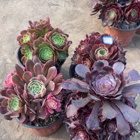 353多肉植物组合