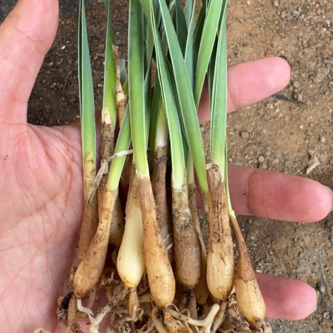 巨凤之卵小苗量拍多肉植物