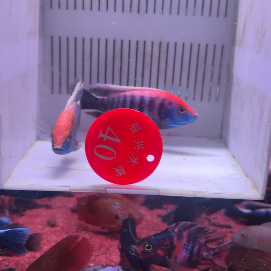 慈鲷鱼直播40号2条