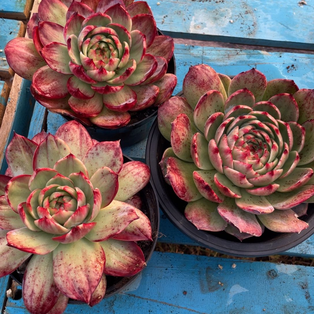 *****惊鸿仙子三颗瑕疵