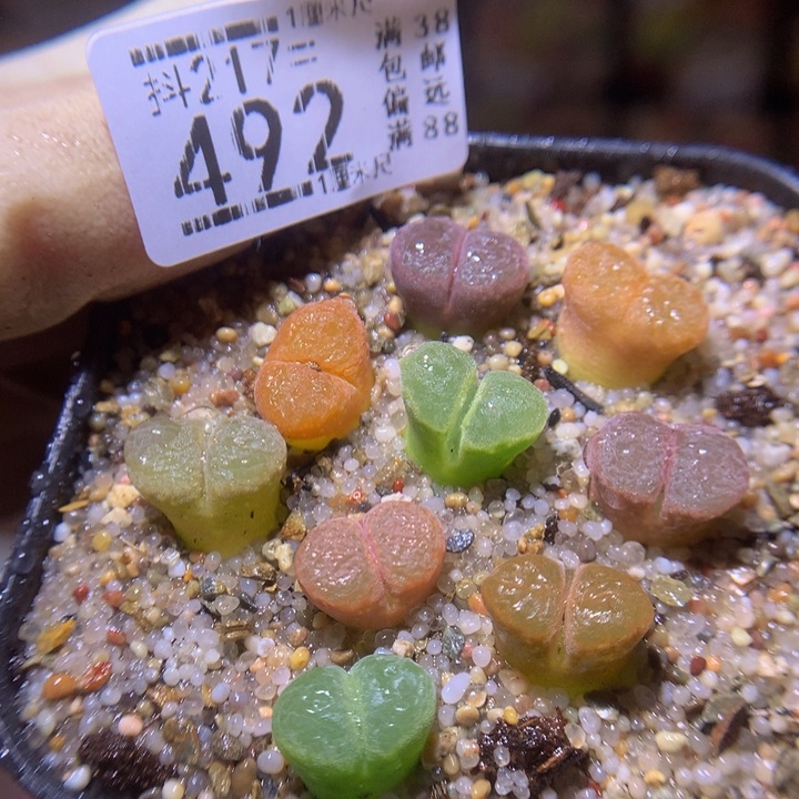 精品生石花217.492