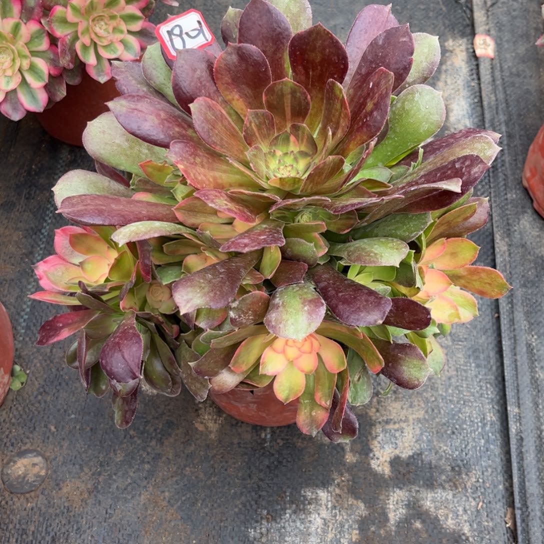 1901多肉植物邵羞七彩老桩