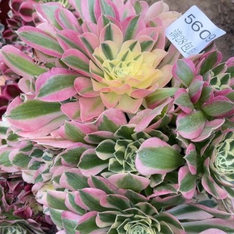 白凤多肉多肉5609