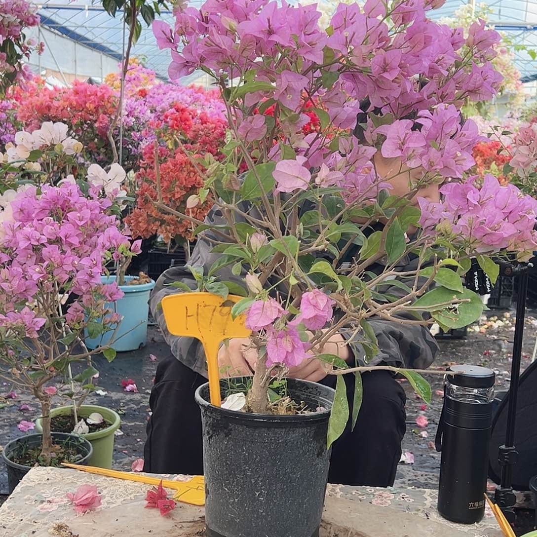 大部分花苞少量开放H79赛佛里