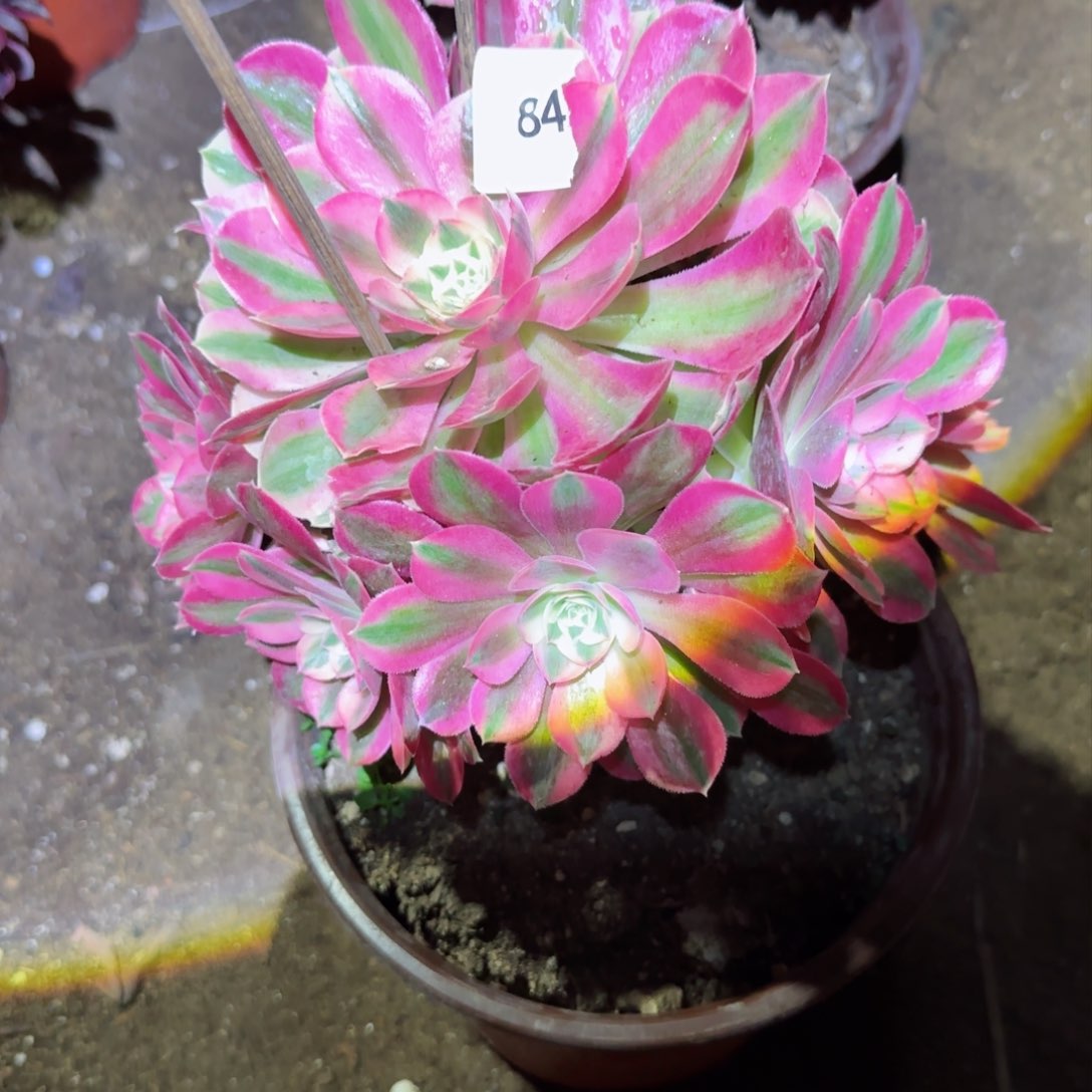 粉女巫法师多肉084