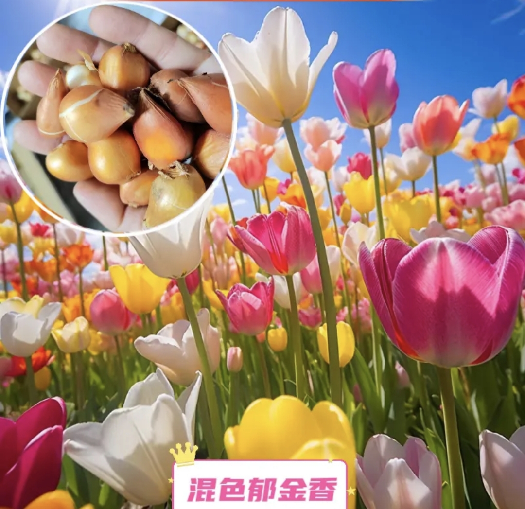 （郁金香 ） 基地直发 室外种植 抗寒能力强