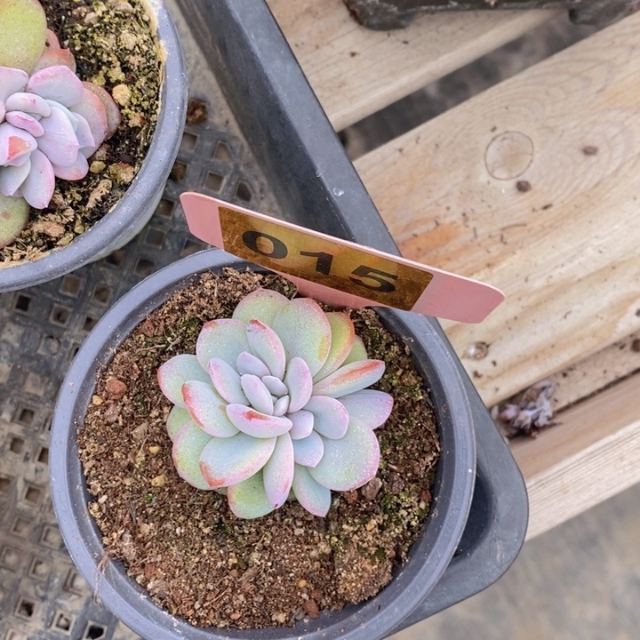 015韩版奶茶一颗11111