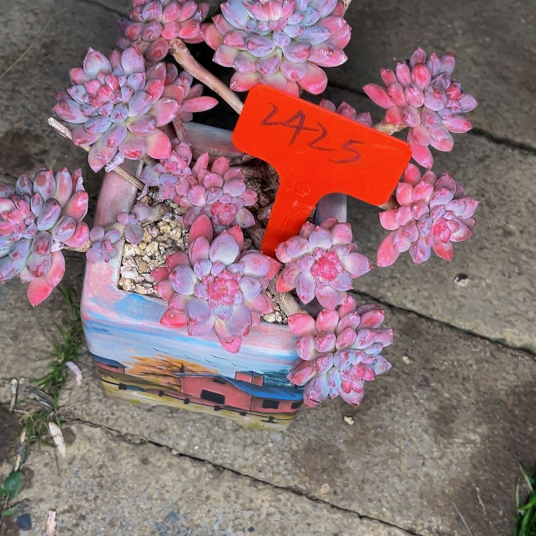 2425号上午多肉植物群生多肉植物群生