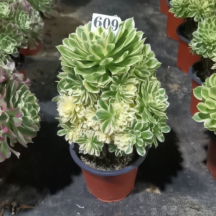 艳凝609多肉植物