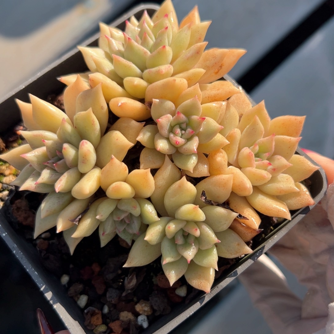 璀璨（满38包邮）多肉