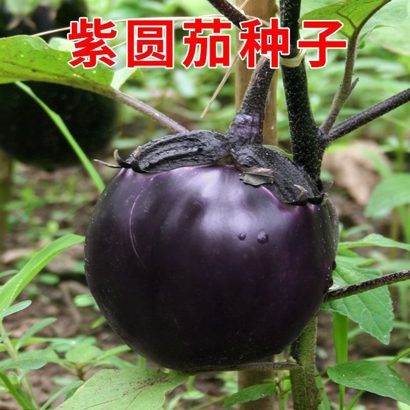 【任意拍满5包包邮】茄子种子紫圆茄种子蔬菜种籽