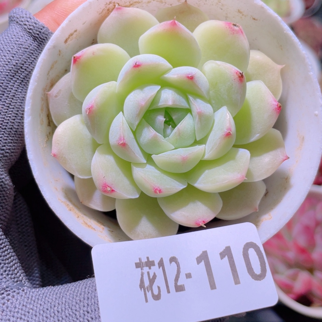 花利美12-110女王