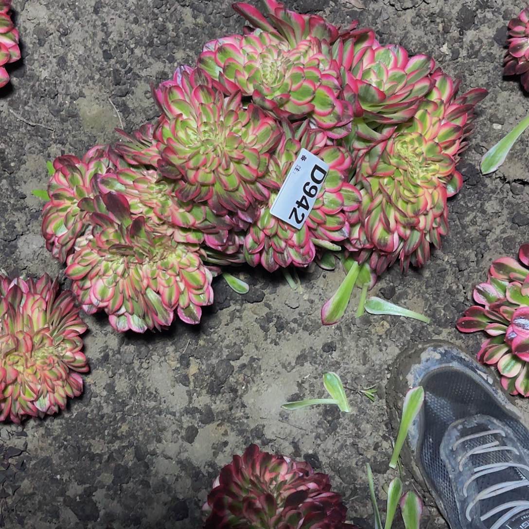 倾城法师15/6包邮法师