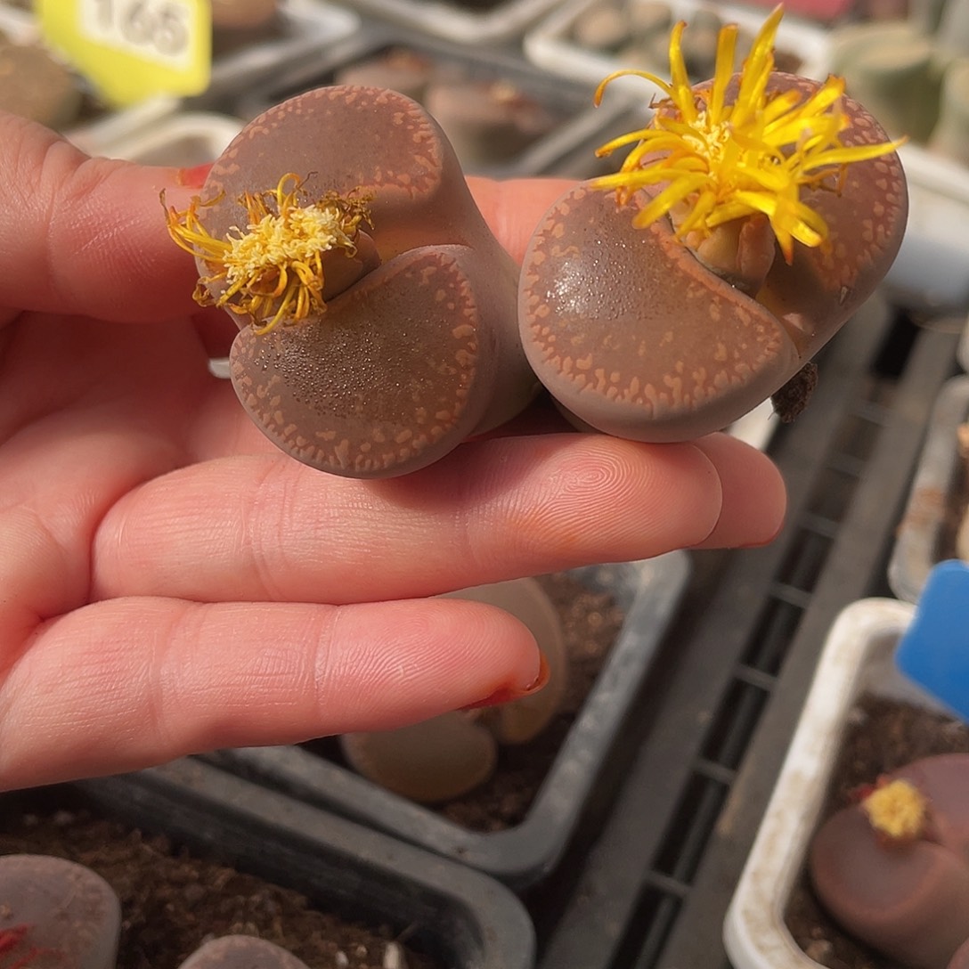 生石花一颗30-……