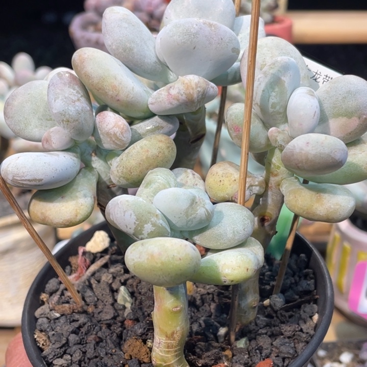 油煎丸子白锦667号的多肉啊啊