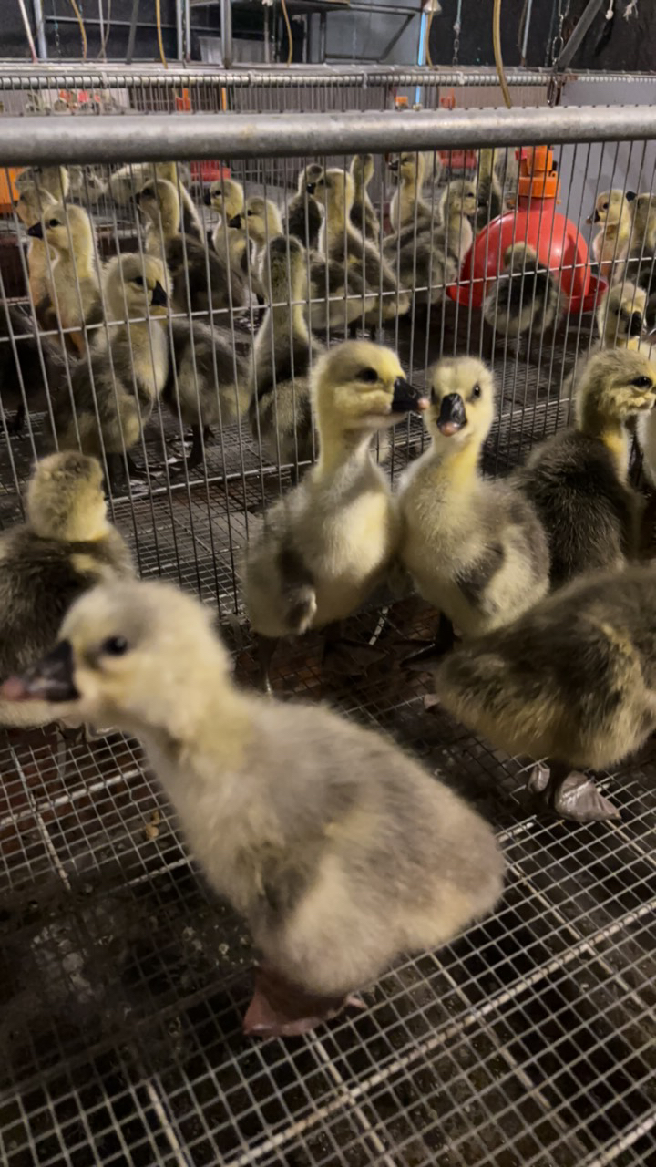 狮头鹅鹅肉出壳装3两预包装食品