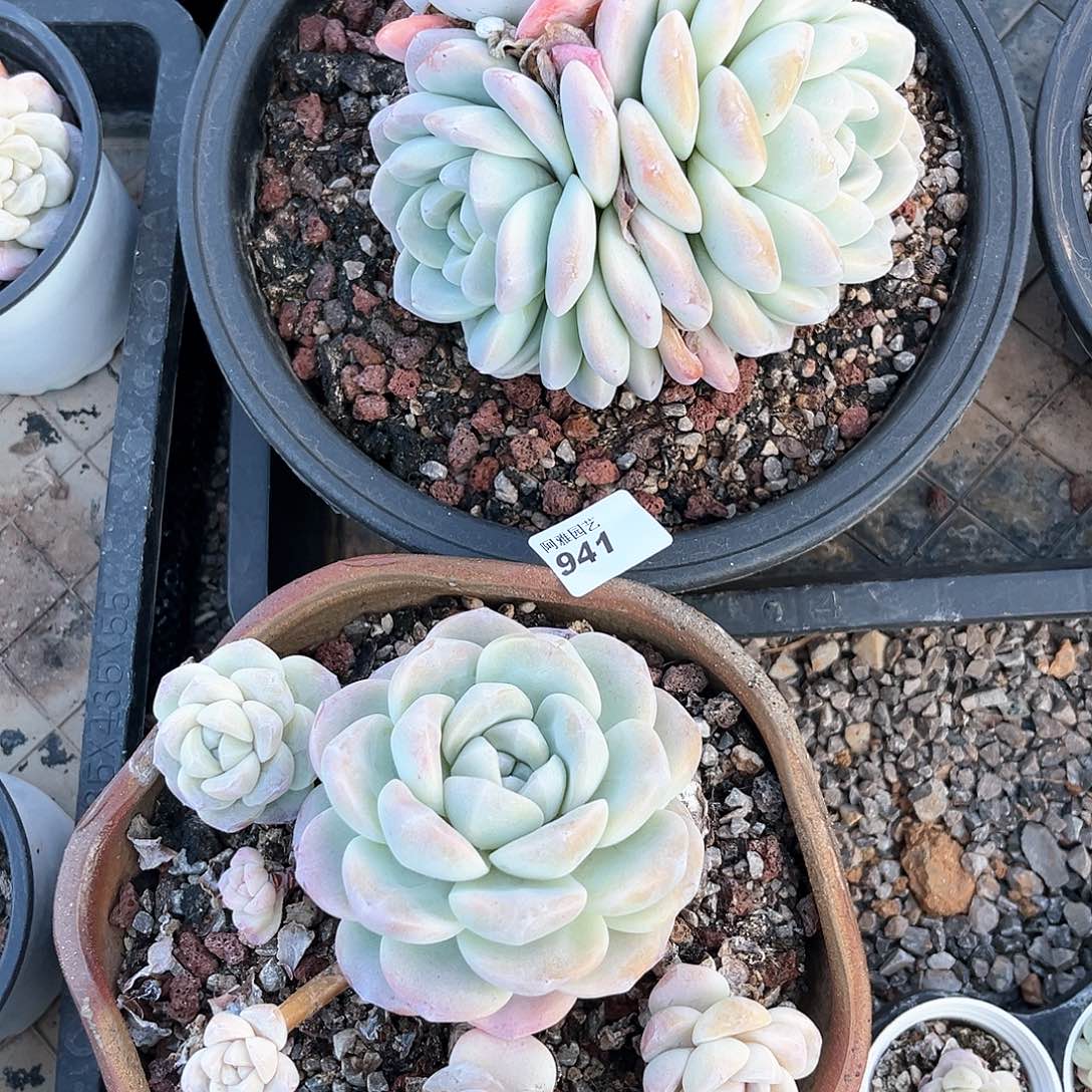 顺****神阿雅园艺。        脱土发货941