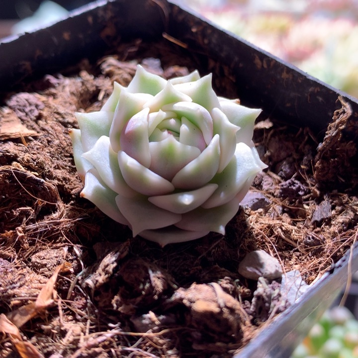 劳拉白覆轮锦有根