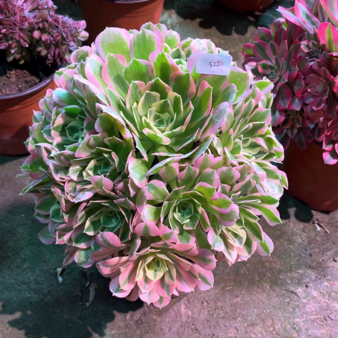 多肉植物白凤522