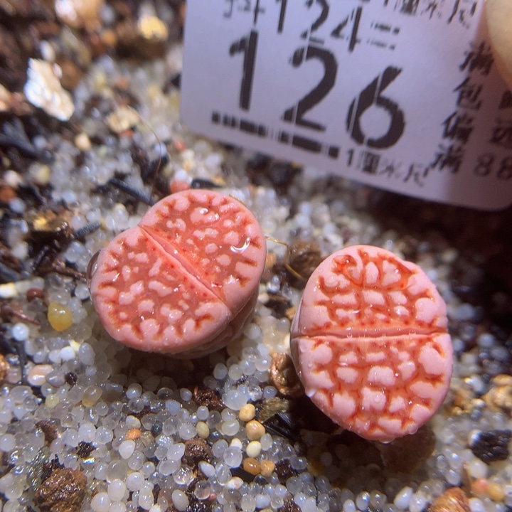 精品生石花121.126