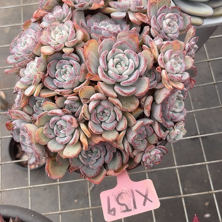 两单包邮，一物一拍159千