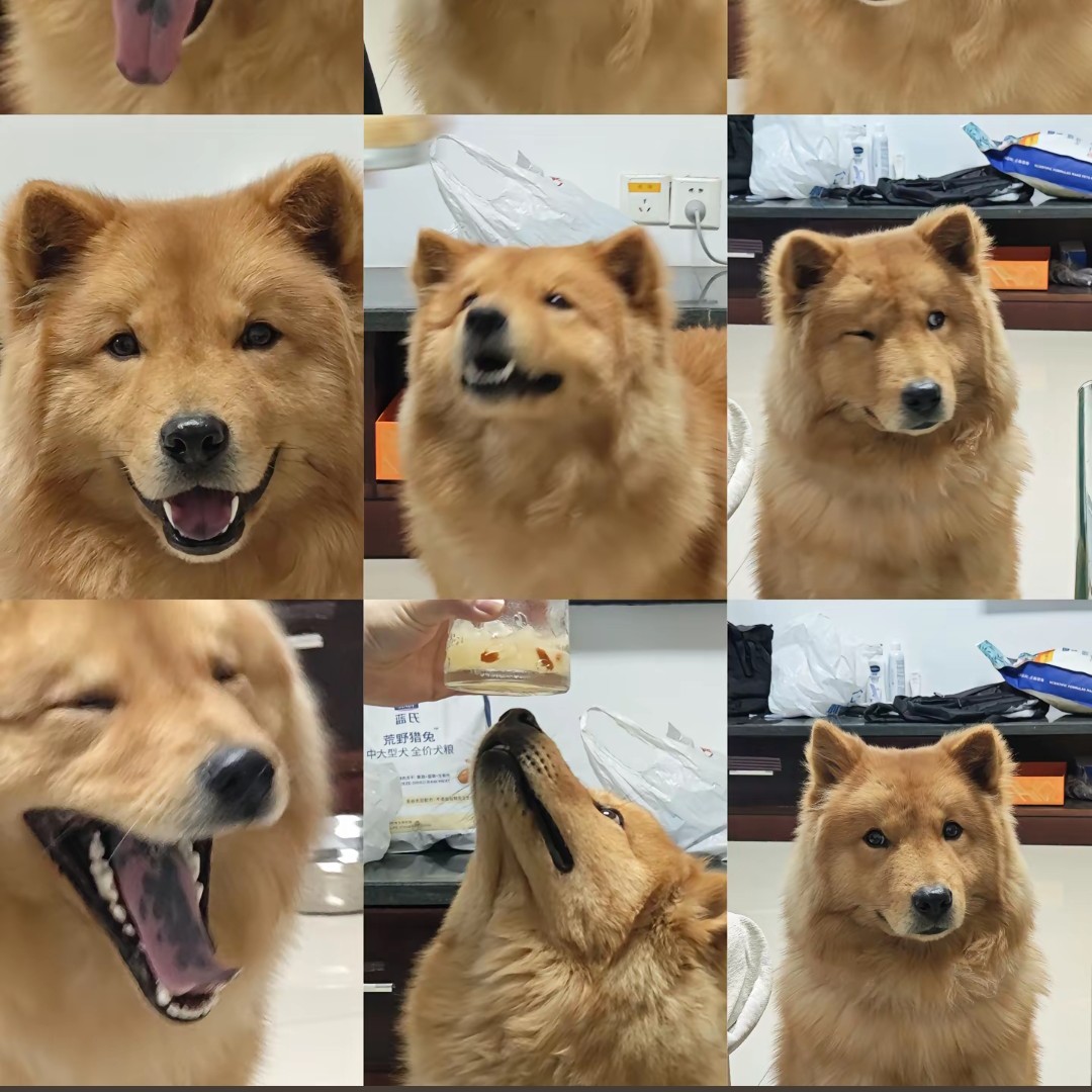 （不包邮）林家田园犬活体链接