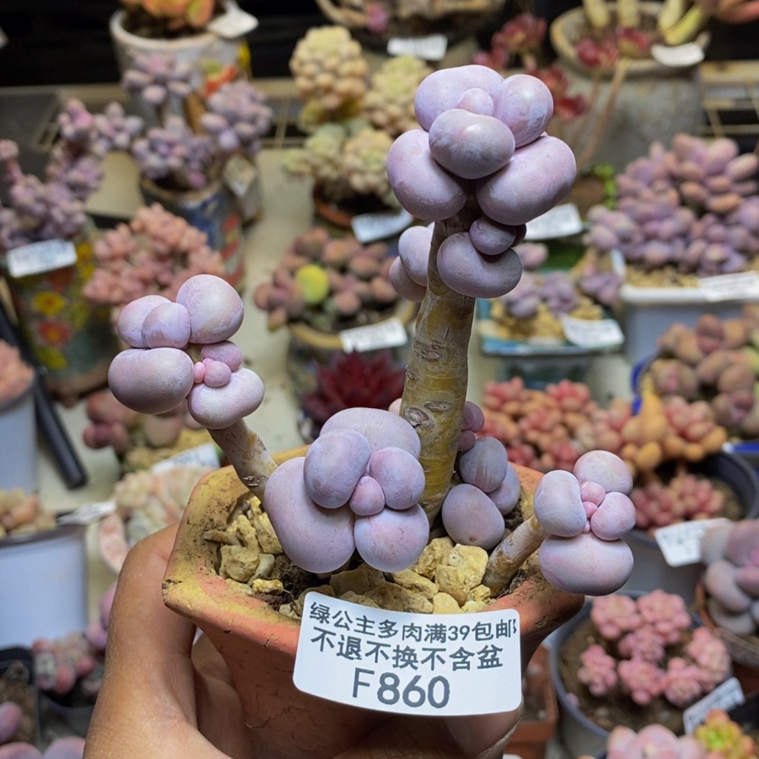 860芭比奶多肉8c m