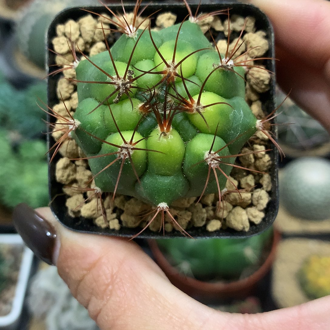 实生根黄体新天地