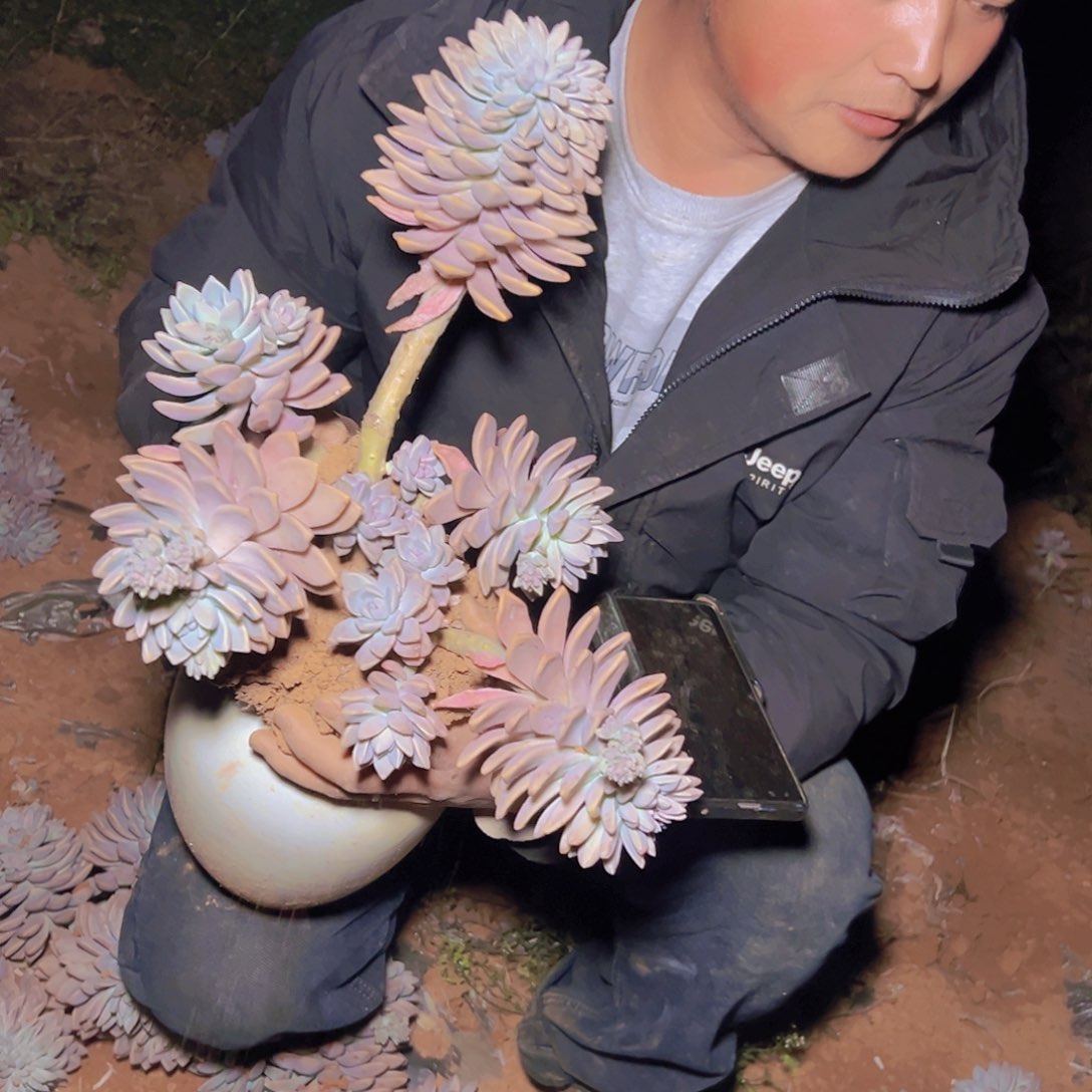 淡雪带缀发货30尺寸