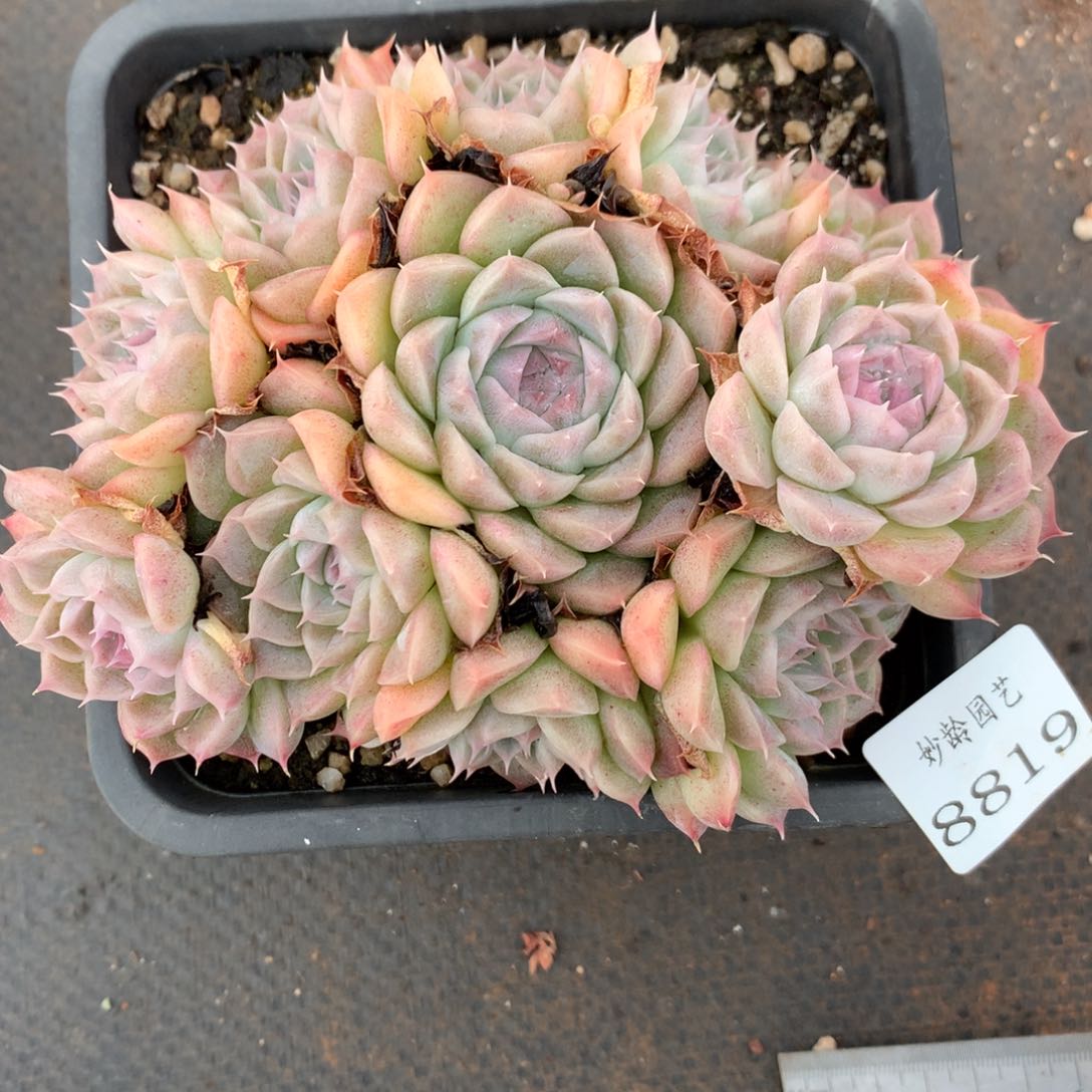 8819杂交多肉老桩