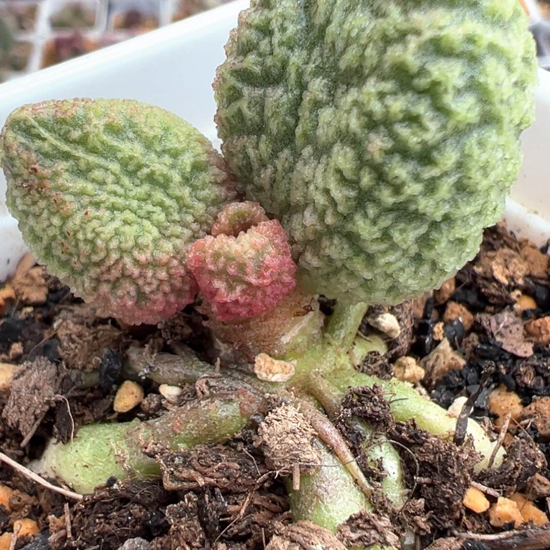 纯木质桩实生新品多肉植物水泡