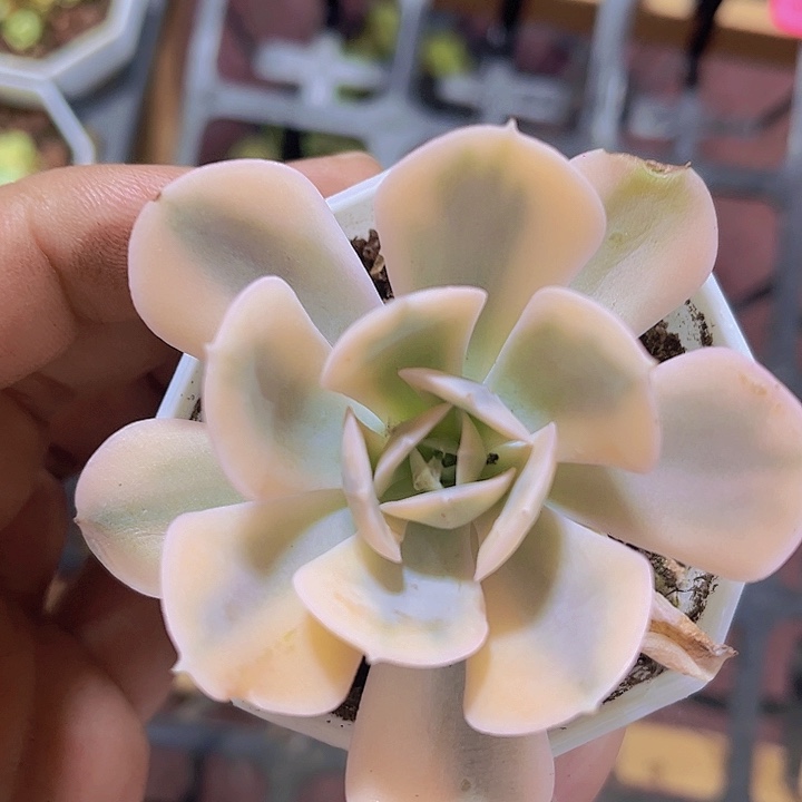 精品鲁氏锦多肉植物