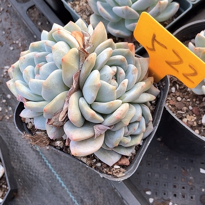 多肉植物石榴籽522