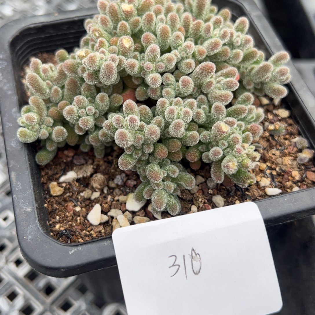 12.31大冰晶多肉植物310