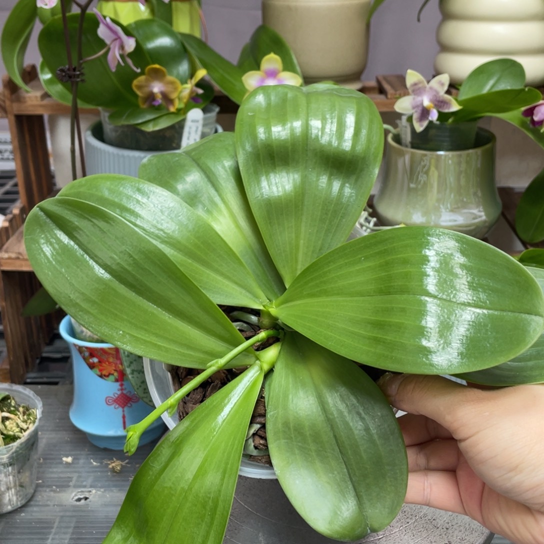 全部花苞3头弥陀反射王